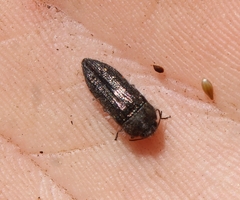 Polycestinae