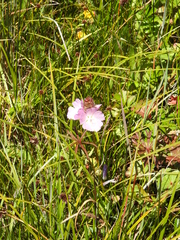 Sidalcea calycosa rhizomata