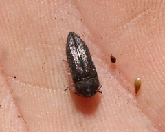 Polycestinae