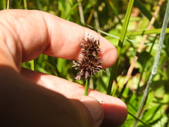 Juncus phaeocephalus