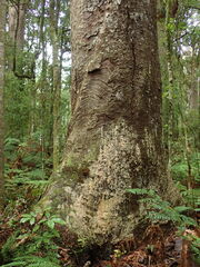 Phytophthora agathidicida