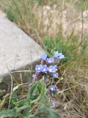 Anchusa procera