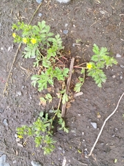Potentilla paradoxa