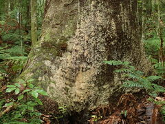 Phytophthora agathidicida