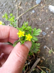 Potentilla paradoxa