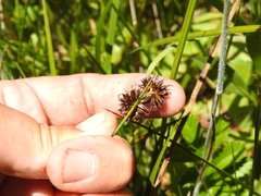 Juncus phaeocephalus