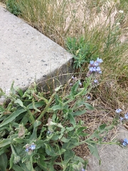 Anchusa procera