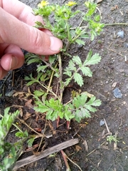Potentilla paradoxa