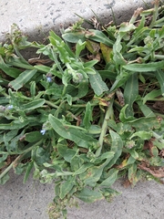 Anchusa procera