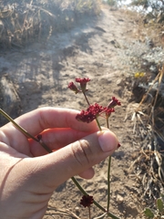 Eriogonum grande