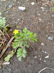 Potentilla paradoxa