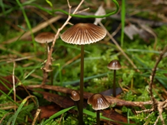 Mycena albidofusca