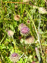 Trifolium grayi