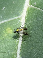 Condylostylus quadricolor