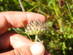 Trifolium grayi