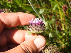 Trifolium grayi