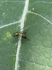 Condylostylus quadricolor