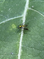 Condylostylus quadricolor