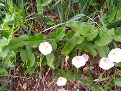 Convolvulus arvensis