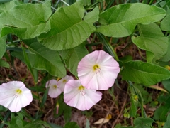 Convolvulus arvensis