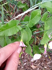 Convolvulus arvensis