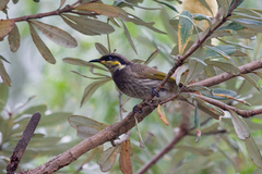 Gavicalis fasciogularis