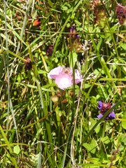 Sidalcea calycosa rhizomata
