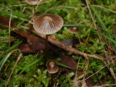 Mycena albidofusca