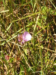 Sidalcea calycosa rhizomata