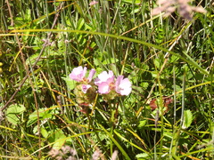 Sidalcea calycosa rhizomata