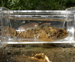 Cottus ohlone