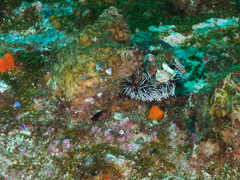 Tripneustes kermadecensis