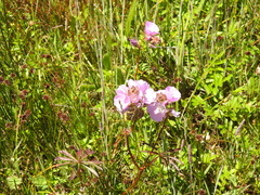 Sidalcea calycosa rhizomata