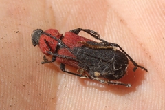 Purpuricenus dimidiatus