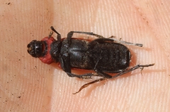 Purpuricenus dimidiatus