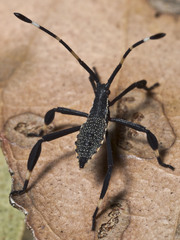 Gelonus tasmanicus