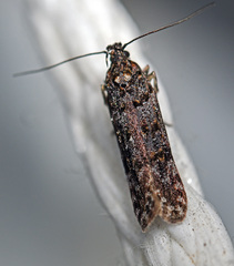 Teleiopsis diffinis