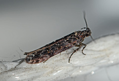 Teleiopsis diffinis