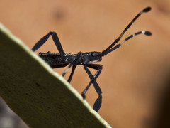Gelonus tasmanicus