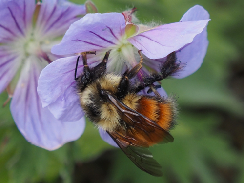 Black-tailed Bumble Bee photographed in Alaska
