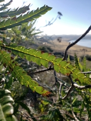 Lyonothamnus floribundus