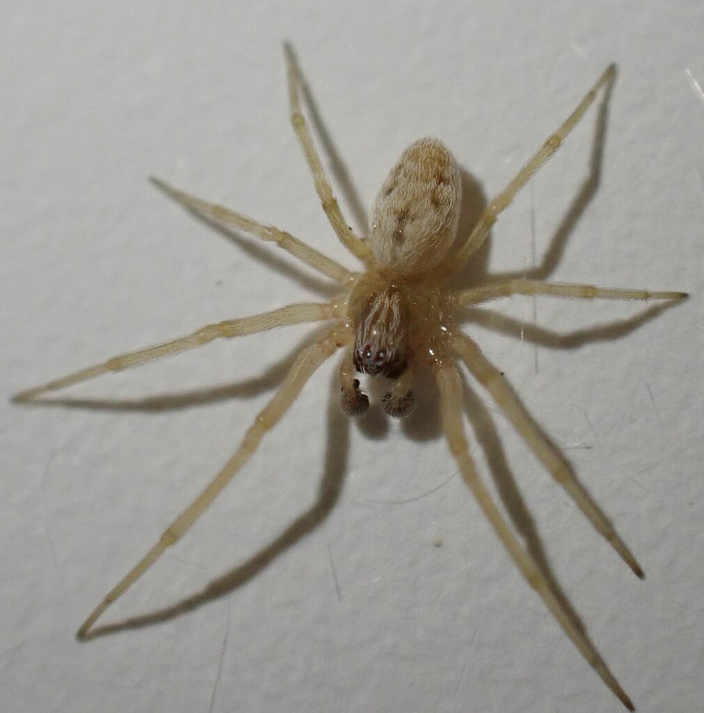 Emblyna reticulata