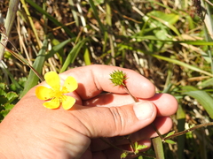 Ranunculus orthorhynchus