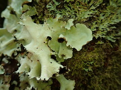 Parmotrema robustum