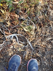 Lyonothamnus floribundus