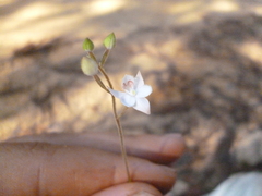 Cranichis ciliilabia