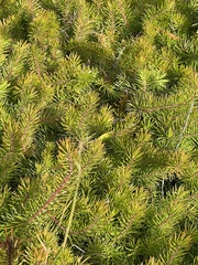 Persoonia chamaepitys