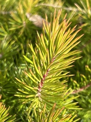 Persoonia chamaepitys