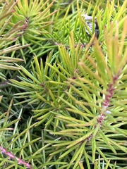 Persoonia chamaepitys