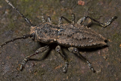 Dorcadida bilocularis